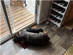 View larger image of Dogs resting by a sliding glass door next to wine rack at SUGARBUSH CAMPGROUND image #10