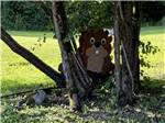 A large squirrel made of wood under a tree - thumbnail