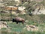 A buffalo statue on the mountain under an umbrella at RED TRAIL CAMPGROUND - thumbnail
