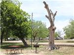 A bench and fire pit by a trimmed tree at NORTH LLANO RIVER RV PARK - thumbnail