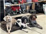 Three cute dogs laying on a dog bed at Port Orford RV Village - thumbnail