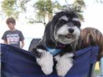 A dog looking over a camp chair at THE "WILLOWS" ON THE LAKE RV PARK & RESORT - thumbnail