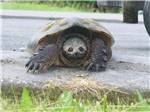 A turtle crossing the road at THE "WILLOWS" ON THE LAKE RV PARK & RESORT - thumbnail