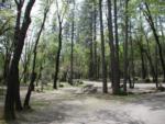 Tree lined sites at Antlers Resort & RV Park - thumbnail