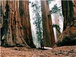 View larger image of A person standing under a redwood tree nearby at REDWOOD COAST CABINS  RV RESORT image #11