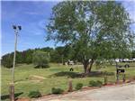 A large shade tree - thumbnail