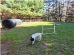 View larger image of A dog playing in the pet area at BARABOO RV RESORT image #12