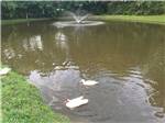 View larger image of The pond with white ducks at CALHOUN AOK CAMPGROUND image #9