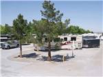 A row of RV sites with a couple of trees at HITCHIN' POST RV PARK - thumbnail