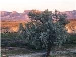 A large tree and mountains in the distance at CORTEZ RV RESORT BY RJOURNEY - thumbnail