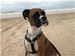 A dog on the beach looking at you nearby at HATCH RV PARK - thumbnail