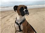 A dog on the beach nearby at Hatch RV Park - thumbnail