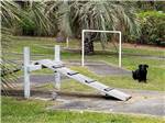 A black dog playing on the dog exercise area at NEW GREEN ACRES RV PARK - thumbnail