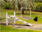 Dog park with a black dog at New Green Acres RV Park - thumbnail