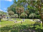 Dog park surrounded by palm trees at New Green Acres RV Park - thumbnail