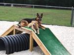 Two dogs sitting on ramp in dog park at BUTTERFLY CAMPING RESORT - thumbnail