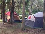 Tents in campsites under trees at SUGAR MILL RUINS TRAVEL PARK - thumbnail