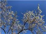 A tree with white flowers in bloom at NAPA VALLEY EXPO RV PARK - thumbnail