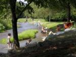 View larger image of Kids playing in the river at COBOURG EAST CAMPGROUND image #1