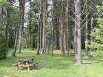 A picnic bench in a grassy area at COBOURG EAST CAMPGROUND - thumbnail