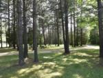 Benches surrounded by tall trees at COBOURG EAST CAMPGROUND - thumbnail