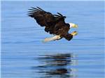 A bald eagle flying over the water at LAKE ROOSEVELT NRA/KELLER FERRY CAMPGROUND - thumbnail