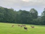 Deer in a grassy field at COLALUCA FAMILY CAMPGROUND - thumbnail