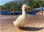 A white duck standing in the splash pad at LONE DUCK CAMPGROUND - thumbnail