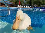 A white duck in the swimming pool at LONE DUCK CAMPGROUND - thumbnail