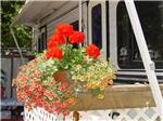 A flower pot with red flowers at WRIGHT'S DESERT GOLD MOTEL & RV PARK - thumbnail