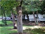 A row of RVs under the trees at GREENBRIER CAMPGROUND - thumbnail