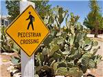 A pedestrian crossing sign next to a cactus bush at VAN HORN RV PARK - thumbnail