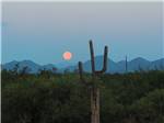 A cactus with a view of the full moon in the background nearby at VAN HORN RV PARK - thumbnail