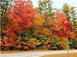 View larger image of Autumn foliage skirts a road at REST N NEST CAMPGROUND image #8