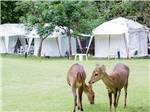 View larger image of Two fauns graze on the grass near white tents at REST N NEST CAMPGROUND image #11