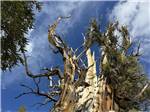Tree hit by lightening - thumbnail