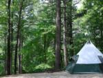 A tent in the forest - thumbnail