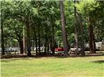 View larger image of A grassy area next to the RV sites at LAND-O-PINES FAMILY CAMPGROUND image #9