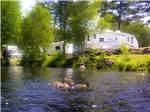 Ducks on the lake at RAYPORT CAMPGROUND - thumbnail