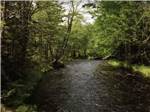 The creek surrounded by tall trees at RAYPORT CAMPGROUND - thumbnail