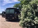View larger image of Class A motorhome parked next to a large bush at MISSION RV PARK image #4