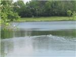 Three ducks swimming in the lake at The orange and green playground at ENON BEACH CAMPGROUND - thumbnail
