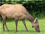 An elk grazing in the grass - thumbnail