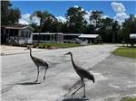 Two cranes crossing the street by the manufactured homes at JOHNSTON SPRINGS RV CAMPGROUND & STORAGE - thumbnail