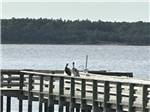 Birds on the dock - thumbnail