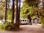 RVs and cabin among the trees at MYSTIC FOREST RV PARK - thumbnail
