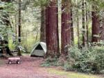 Tent among the Redwoods at MYSTIC FOREST RV PARK - thumbnail