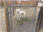 A white dog in the pet area at AB CAMPING RV PARK - thumbnail