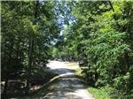 The dirt road leading thru the campsites at PARADISE LAKE AND CAMPGROUND - thumbnail