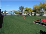View larger image of The fenced in dog park at SUNDANCE RV RESORT image #10